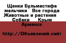 Щенки Бульмастифа мальчики - Все города Животные и растения » Собаки   . Крым,Армянск